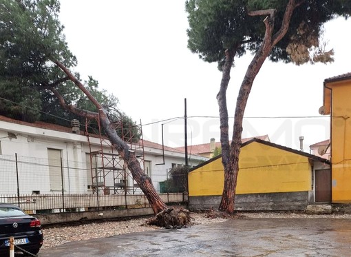 Arma di Taggia: pino marittimo privato crolla sulla scuola dell'infanzia che deve essere ricostruita Arma di Taggia: pino marittimo privato crolla sulla scuola dell'infanzia che deve essere ricostruita