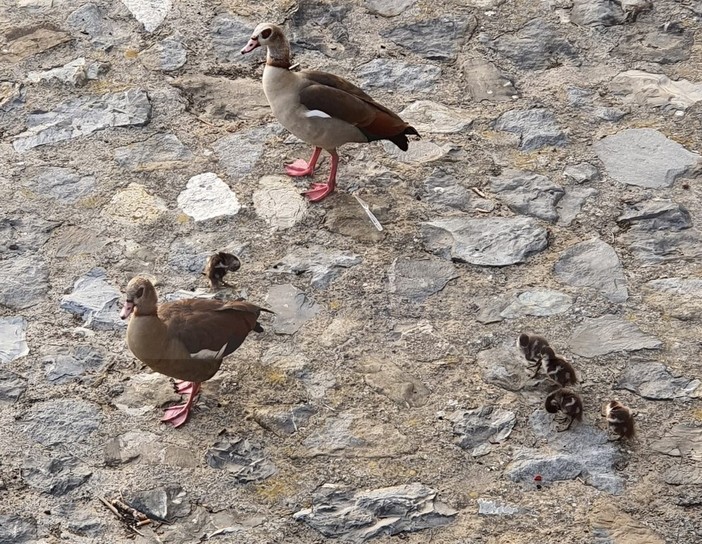 Sanremo: sul greto alla foce del torrente San Francesco hanno 'figliato' le papere egiziane (Foto e Video) Sanremo: sul greto alla foce del torrente San Francesco hanno 'figliato' le papere egiziane (Foto e Video)