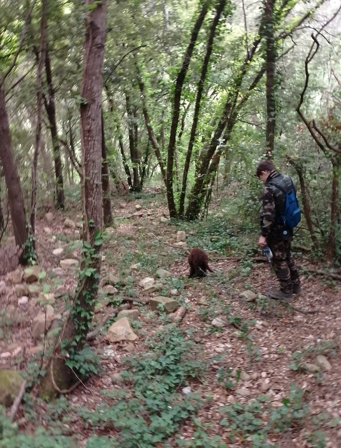 Tartufi: in Liguria posticipato al 25 settembre la raccolta per tutelare e preservare l'ecosistema Tartufi: in Liguria posticipato al 25 settembre la raccolta per tutelare e preservare l'ecosistema
