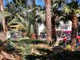 Sanremo: potatura di pini e palme tra ieri ed oggi, piantate tre nuove palme in via Barabino (Foto)