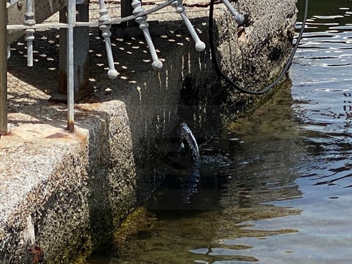 Sanremo: perdita d'acqua da un mese al porto dei pescatori, Rivieracqua è intervenuta ma si perdono litri e litri (Foto e Video)