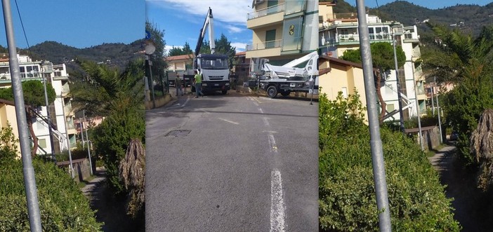 Vallecrosia, al via i lavori per l'abbattimento di un pino: scatta divieto di transito e di sosta in via I Maggio (Foto)
