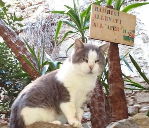 Sanremo: il gatto Poldo ha bisogno di una nuova famiglia Sanremo: il gatto Poldo ha bisogno di una nuova famiglia