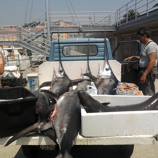 Pesce spada: i giochi sono fatti a Bruxelles ma… a danno della pesca italiana