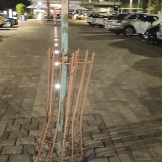 Bordighera: le protezioni dei ginkgo biloba fanno il loro lavoro in piazza della stazione, ma forse sono troppo delicate?