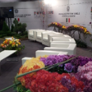 Piante e fiori del Ponente protagonisti al Vinitaly – il gioco di squadra porta sempre buoni risultati Piante e fiori del Ponente protagonisti al Vinitaly – il gioco di squadra porta sempre buoni risultati