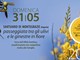 Imperia: domenica 31 maggio passeggiata tra gli ulivi e le ginestre in fiore organizzata da A.p.F. Onlus