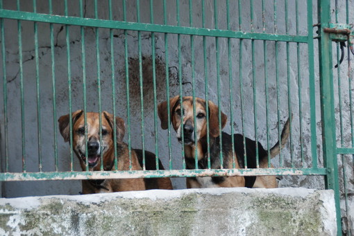 Sanremo: bando europeo per il canile di San Pietro, la mail della nostra lettrice Romy