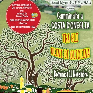 Imperia: domenica durante OliOliva una passeggiata tra gli ulivi a Costa d'Oneglia