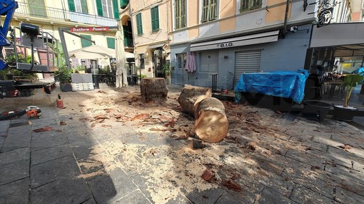 Sanremo: palma 'malata' a rischio caduta in piazza Bresca, questa mattina è stata abbattuta ma sarà sostituita (Foto) Sanremo: palma 'malata' a rischio caduta in piazza Bresca, questa mattina è stata abbattuta ma sarà sostituita (Foto)