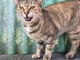 Sanremo: la gattina Peonia è in cerca di una famiglia che l'accolga