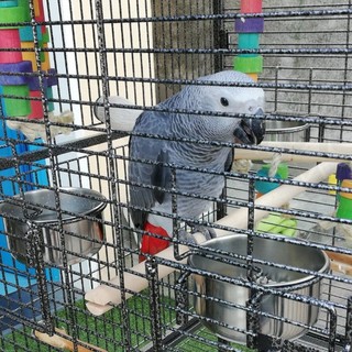 Bordighera: smarrito a Montenero un pappagallo cenerino, l'appello dei proprietari per ritrovarlo (Foto)