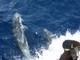 Le escursioni per avvistare i cetacei nel Mar Ligure Le escursioni per avvistare i cetacei nel Mar Ligure