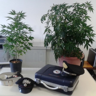Santo Stefano al Mare: i Carabinieri denunciano 51enne che coltivava cannabis indica in casa Santo Stefano al Mare: i Carabinieri denunciano 51enne che coltivava cannabis indica in casa
