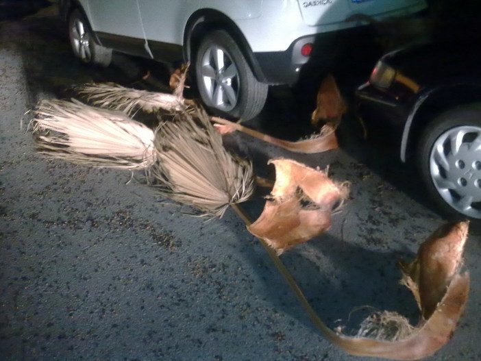 Giovanni Bonifazio risponde a Gianni Fantone "Le palme vanno curate periodicamente!" Giovanni Bonifazio risponde a Gianni Fantone "Le palme vanno curate periodicamente!"