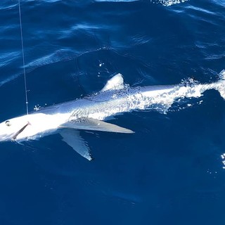 Imperia: pesca importante oggi al largo del capoluogo, catturata e poi rilasciata una verdesca