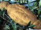 Il pane di Triora