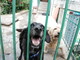 Canile di Dolceacqua in gravissime difficoltà: appello delle Guardie Zoofile Volontarie Canile di Dolceacqua in gravissime difficoltà: appello delle Guardie Zoofile Volontarie