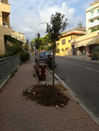 Sanremo: al via i lavori di piantumazione dei nuovi Lecci in via Padre Semeria, altri interventi in tutta la città (Foto) Sanremo: al via i lavori di piantumazione dei nuovi Lecci in via Padre Semeria, altri interventi in tutta la città (Foto)