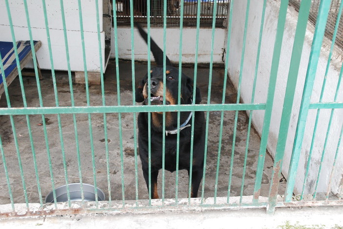 Appello della Lega del Cane per l'emergenza dei canili di Ventimiglia e Dolceacqua