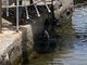 Sanremo: perdita d'acqua da un mese al porto dei pescatori, Rivieracqua è intervenuta ma si perdono litri e litri (Foto e Video)