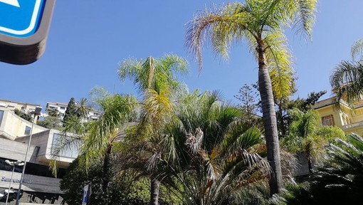 Sanremo: al via il ciclo di seminari sulle “Piante mediterranee: tra scienza e tradizione” Sanremo: al via il ciclo di seminari sulle “Piante mediterranee: tra scienza e tradizione”