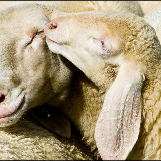 Sanremo: chiude in auto una pecora per poi macellarla in occasione di una festa araba, forse verrà denunciato