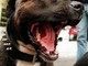 Pitbull attacca un Beagle: intieviene la Lega del Cane