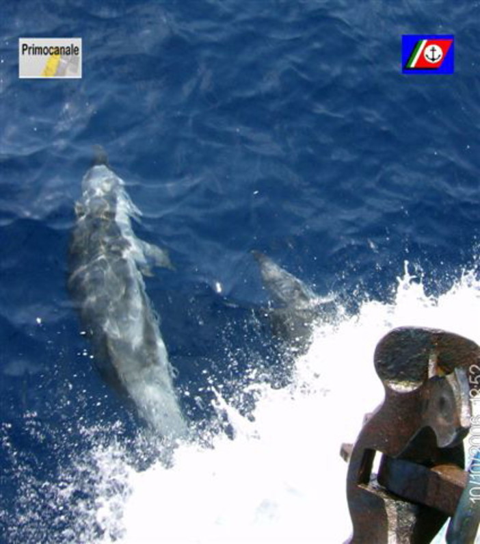 Le escursioni per avvistare i cetacei nel Mar Ligure Le escursioni per avvistare i cetacei nel Mar Ligure