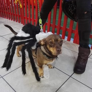 Arma di Taggia: grande successo per la prima edizione di 'Pet Halloween' alla Riviera Shopville (Foto)