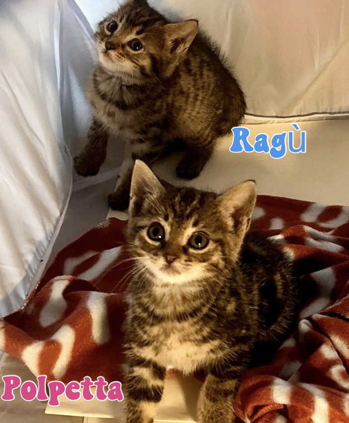 Due gattini cercano casa per essere adottati: sono 'Polpetta' e 'Ragù', ecco come portarli a casa (Foto)