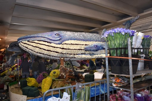 Sanremo: è la giornata dei carri fioriti, tutto pronto per la sfilata, alle 10.30 collegamento in diretta su Sanremo News (Foto e Video) Sanremo: è la giornata dei carri fioriti, tutto pronto per la sfilata, alle 10.30 collegamento in diretta su Sanremo News (Foto e Video)