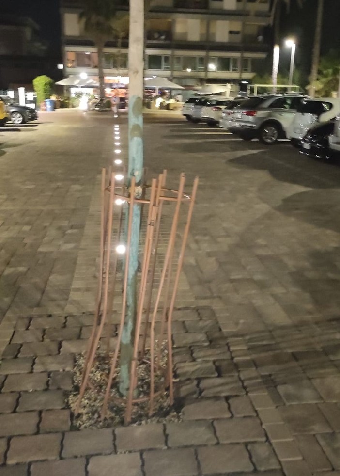 Bordighera: le protezioni dei ginkgo biloba fanno il loro lavoro in piazza della stazione, ma forse sono troppo delicate? Bordighera: le protezioni dei ginkgo biloba fanno il loro lavoro in piazza della stazione, ma forse sono troppo delicate?