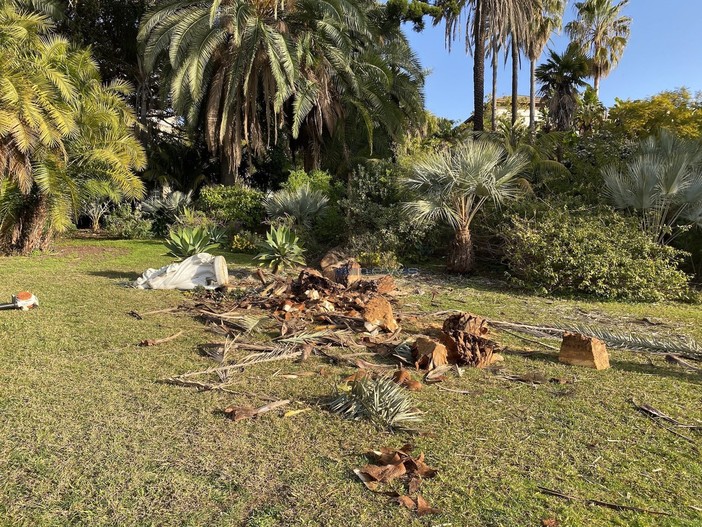 La palma caduta a villa Ormond La palma caduta a villa Ormond