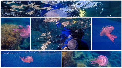 Golfo dianese: le splendide foto alla 'Medusa luminosa' scattate oggi sott'acqua da Marcello Nan