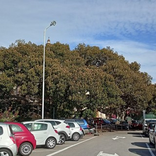 Bordighera, rifacimento della segnaletica: scatta il divieto di sosta sul piazzale del Capo (Foto) Bordighera, rifacimento della segnaletica: scatta il divieto di sosta sul piazzale del Capo (Foto)