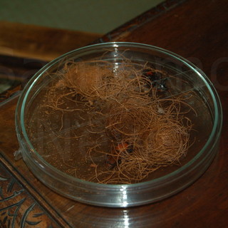 Sanremo: anche 'Capitan Ventosa' a Villa Ormond per una palma infestata dal 'Punteruolo Rosso'