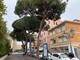 Sanremo: per motivi di sicurezza saranno abbattuti otto pini nella zona di via Nino Bixio