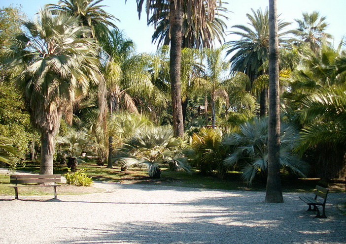 Più di 2000 palme del ponente ligure in Piazza San Pietro a Roma