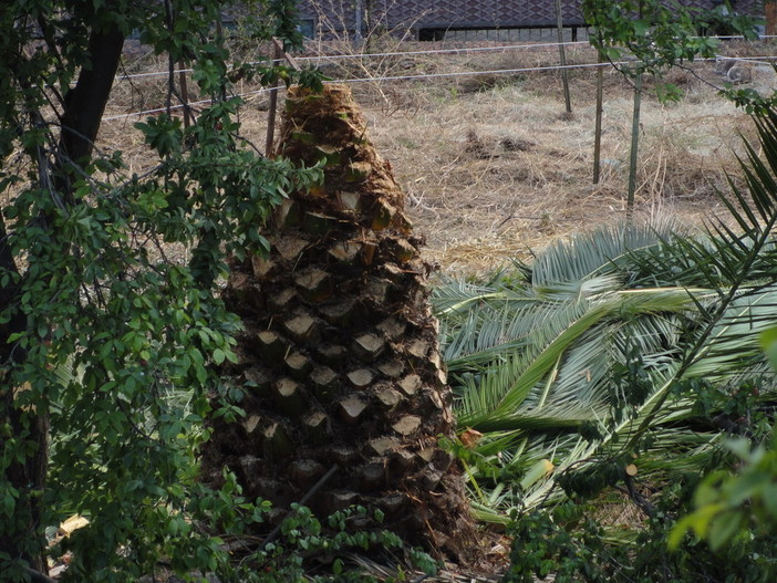 Sanremo: un lettore 'denuncia' una potatura drastica di due palme sanissime e rigogliose nel 'Ricovero Borea'