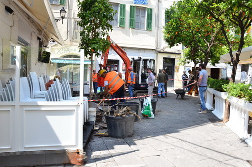 Sanremo: nonostante il dehor il comune pianta dopo oltre un anno gli aranci di fronte ad un locale di piazza Bresca