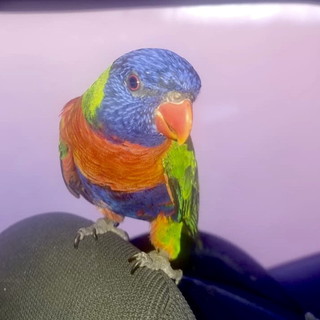 Costarainera: i Rangers d'Italia trovano un pappagallino, ricerca dei proprietari (Foto)