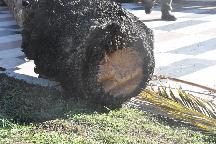 Crollano due palme alle porte del centro storico di Bordighera