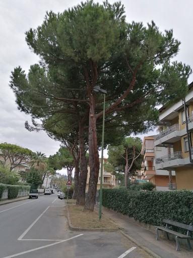 Bordighera: abbattimento dei pini di via Aldo Moro, PD "Scelta sbagliata e senza motivi di sicurezza"