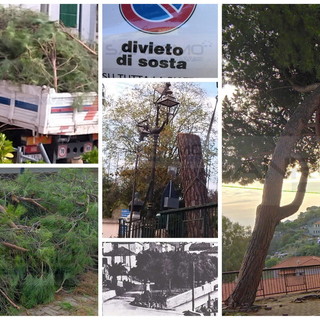 Sanremo: pini marittimi abbattuti in frazione Poggio, il Comitato Pat chiede di rivedere il parere (Foto)