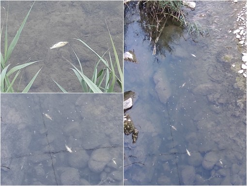I pesci morti nel torrente Verbone