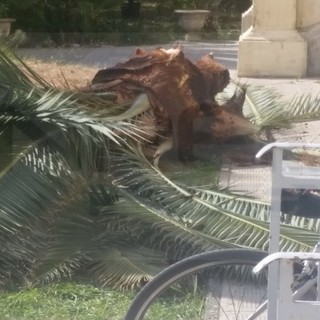 Arma di Taggia: palma indebolita dal 'punteruolo rosso', un ciuffo si stacca e cade nel cortile dell'Alberghiero (Foto)