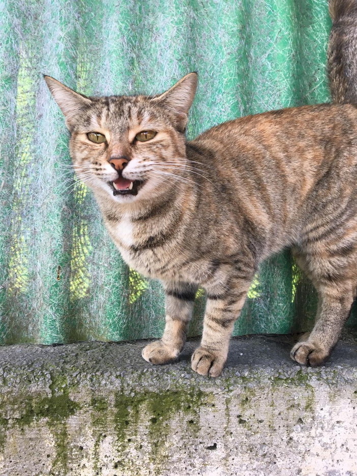 Sanremo: la gattina Peonia è in cerca di una famiglia che l'accolga Sanremo: la gattina Peonia è in cerca di una famiglia che l'accolga