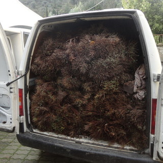 Sequestro di verde di macchia mediterranea sulla proprietà comunale di Olivetta San Michele