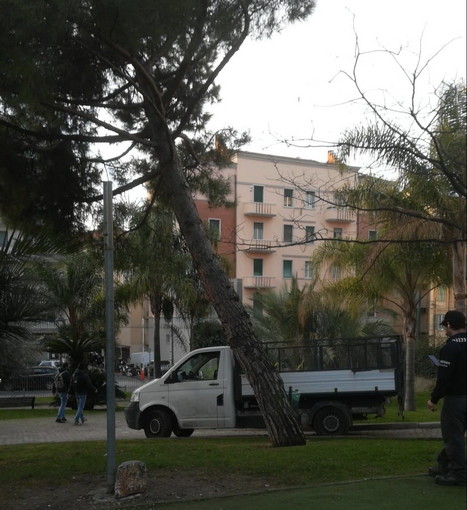Sanremo: pino a rischio crollo al Parco delle Carmelitane, oggi sarà abbattuto dal Comune Sanremo: pino a rischio crollo al Parco delle Carmelitane, oggi sarà abbattuto dal Comune